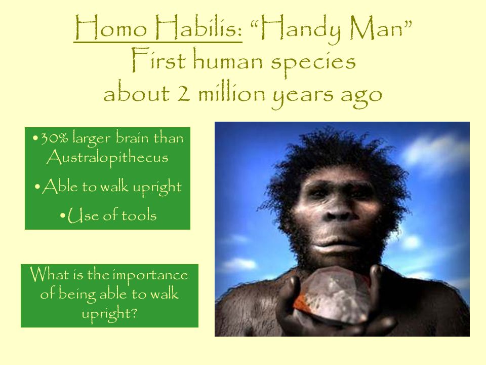 Homo Habilis: Handy Man First human species about 2 million years ago