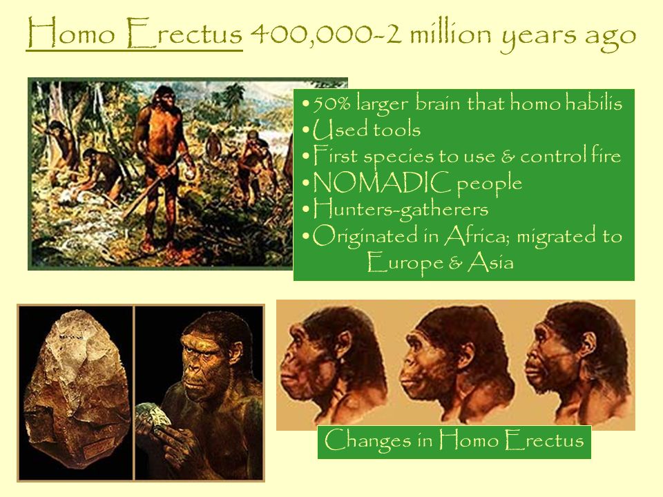 Homo Erectus 400,000-2 million years ago