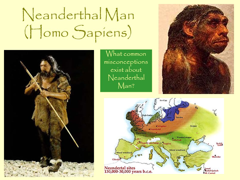 Neanderthal Man (Homo Sapiens)