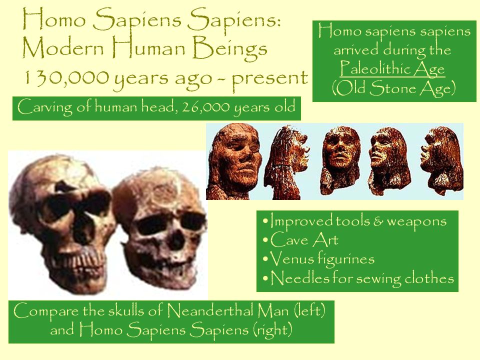 Homo Sapiens Sapiens: Modern Human Beings 130,000 years ago - present