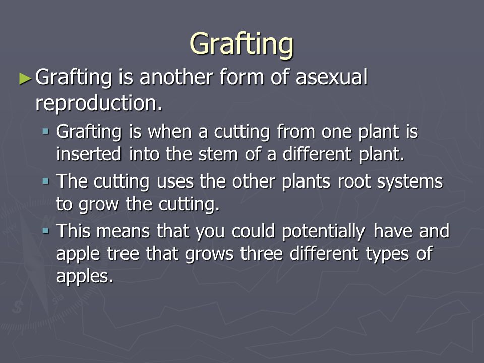 Grafting Grafting is another form of asexual reproduction.