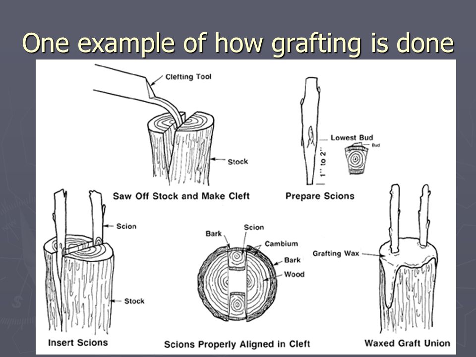 One example of how grafting is done