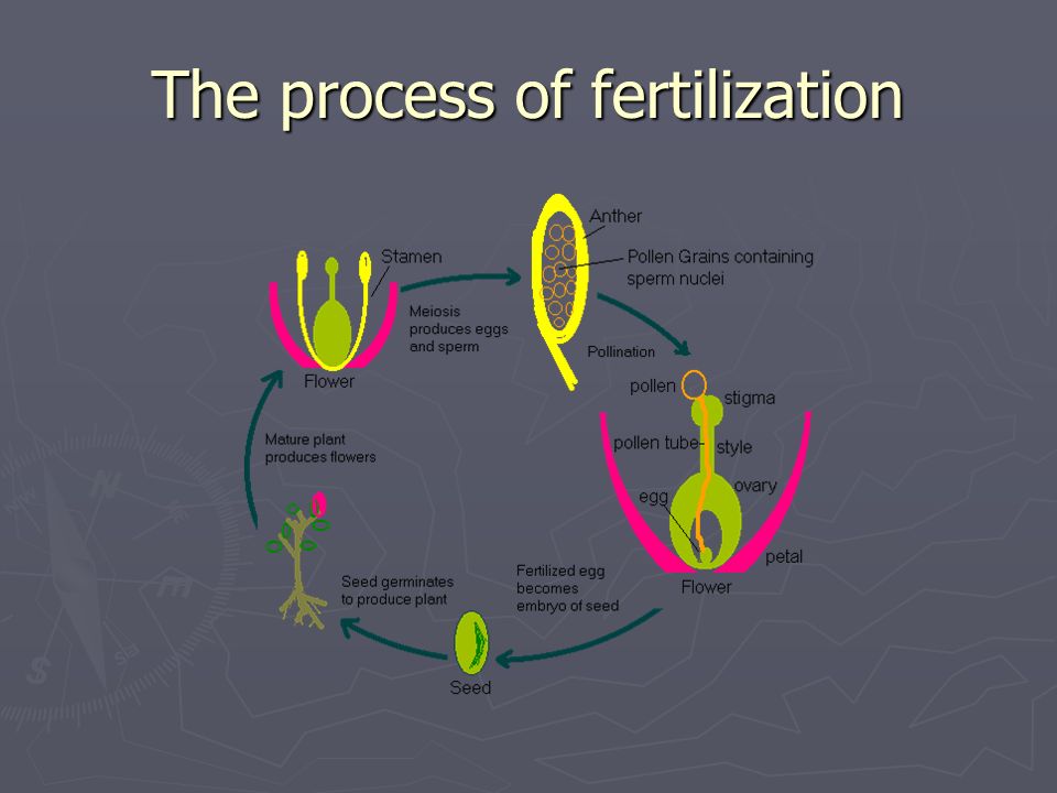 The process of fertilization