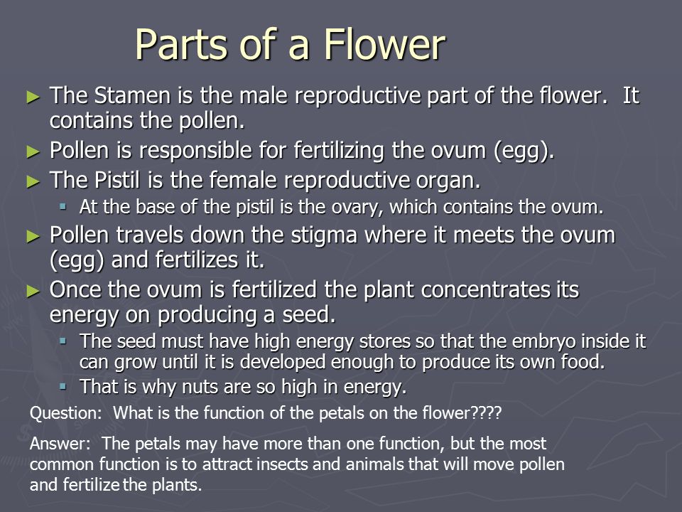 Parts of a Flower The Stamen is the male reproductive part of the flower. It contains the pollen.