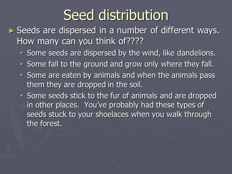 Seed distribution Seeds are dispersed in a number of different ways. How many can you think of