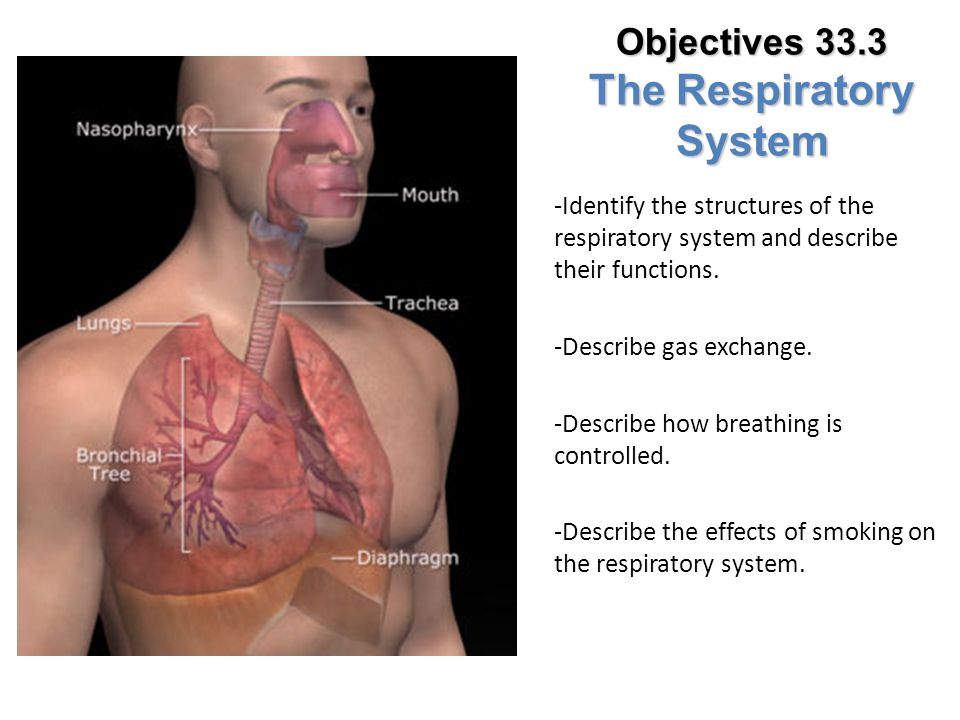 Objectives 33.3 The Respiratory System