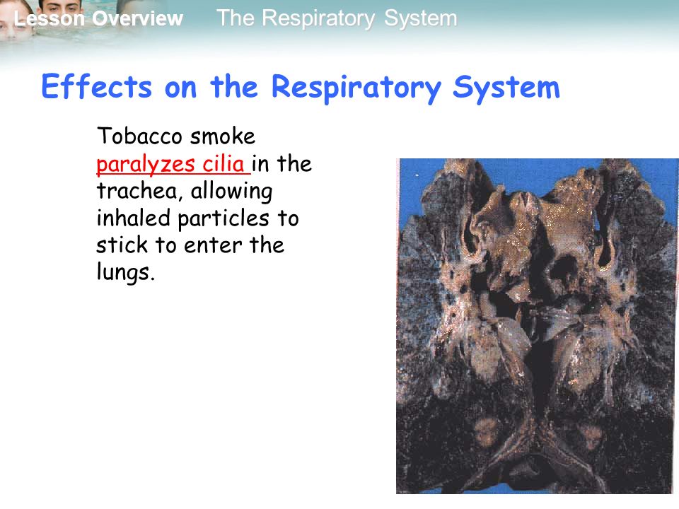 Effects on the Respiratory System