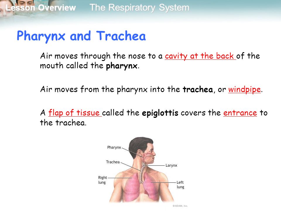 Pharynx and Trachea Air moves through the nose to a cavity at the back of the mouth called the pharynx.