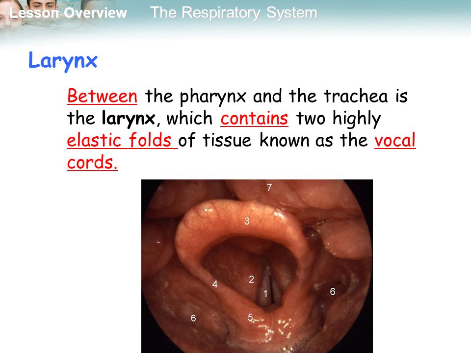 Larynx Between the pharynx and the trachea is the larynx, which contains two highly elastic folds of tissue known as the vocal cords.
