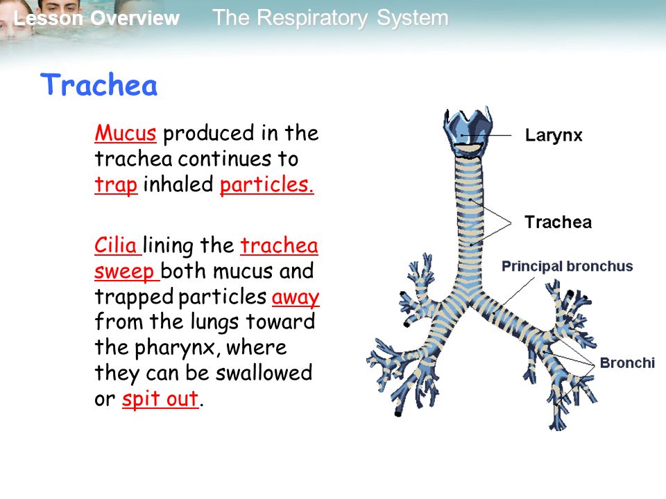 Trachea Mucus produced in the trachea continues to trap inhaled particles.