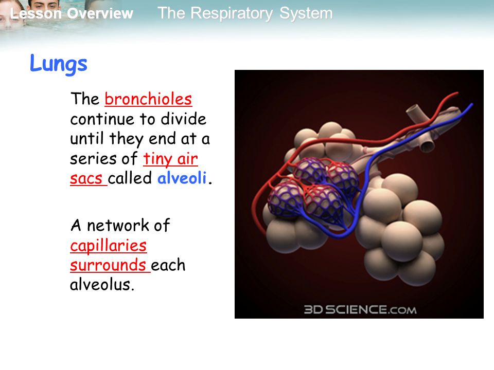 Lungs The bronchioles continue to divide until they end at a series of tiny air sacs called alveoli.