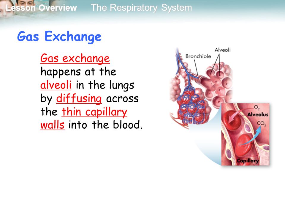 Gas Exchange Gas exchange happens at the alveoli in the lungs by diffusing across the thin capillary walls into the blood.