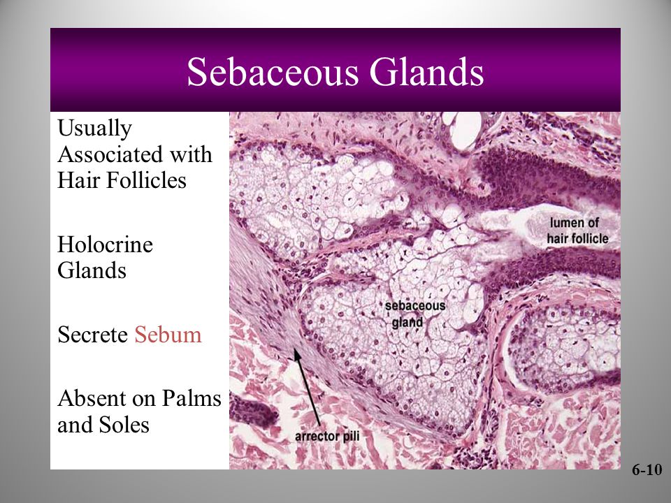 Sebaceous Glands Usually Associated with Hair Follicles Holocrine Glands Secrete Sebum Absent on Palms and Soles