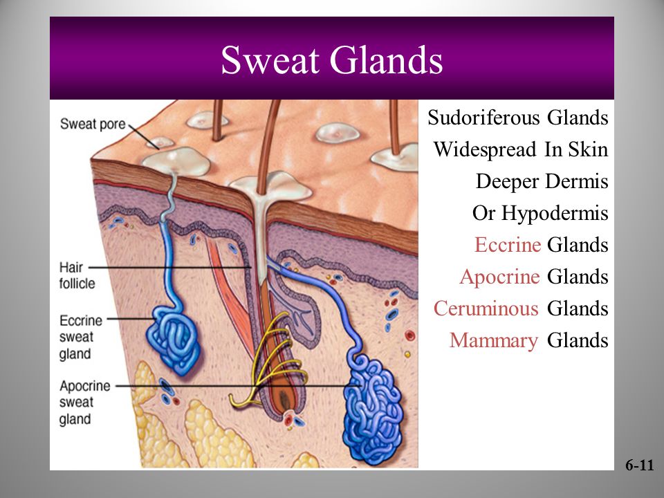 Sweat Glands Sudoriferous Glands Widespread In Skin Deeper Dermis Or Hypodermis Eccrine Glands Apocrine Glands Ceruminous Glands Mammary Glands