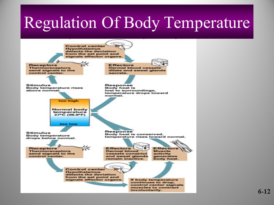 Regulation Of Body Temperature