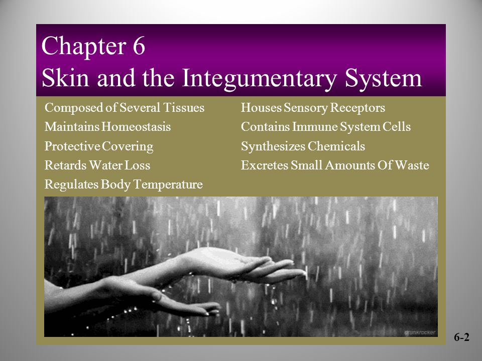 Chapter 6 Skin and the Integumentary System