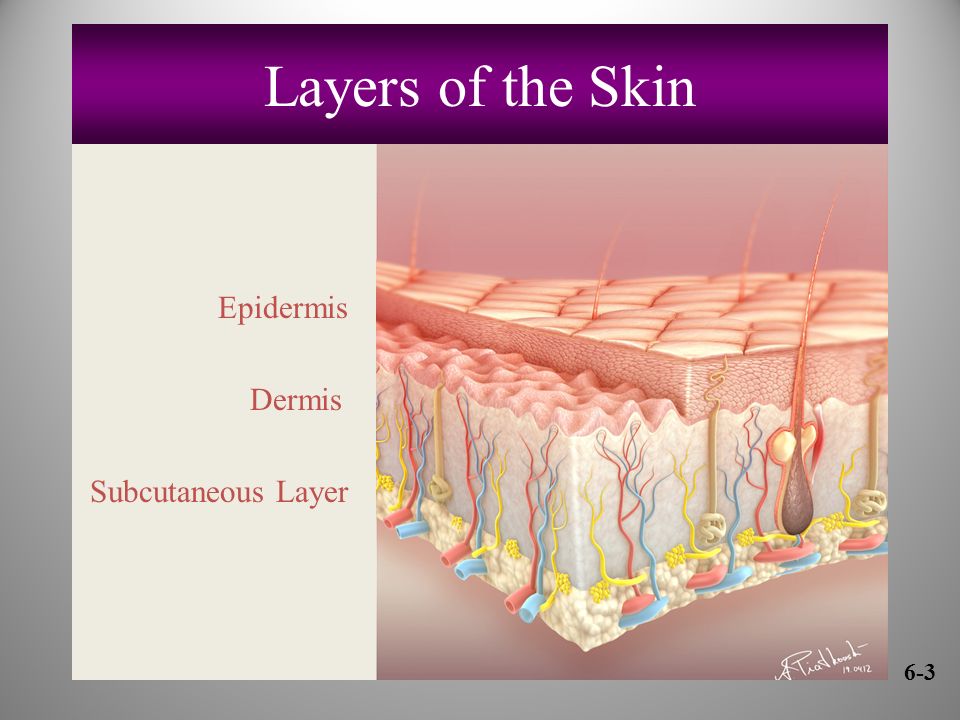 Layers of the Skin Epidermis Dermis Subcutaneous Layer 6-3