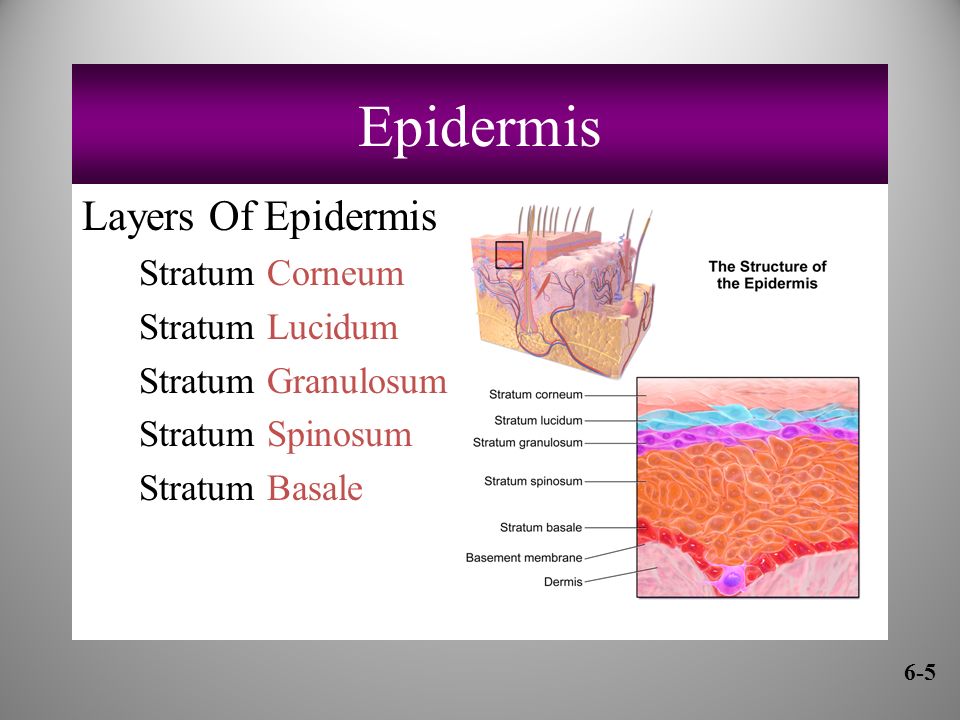 Epidermis Layers Of Epidermis Stratum Corneum Stratum Lucidum
