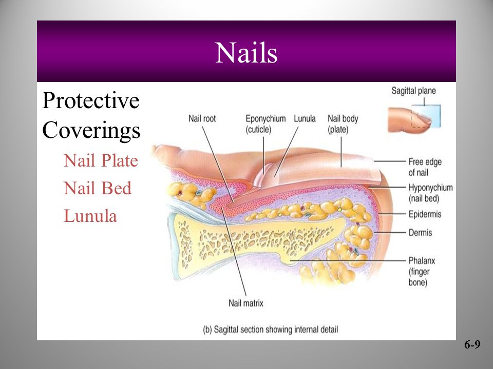 Nails Protective Coverings Nail Plate Nail Bed Lunula 6-9