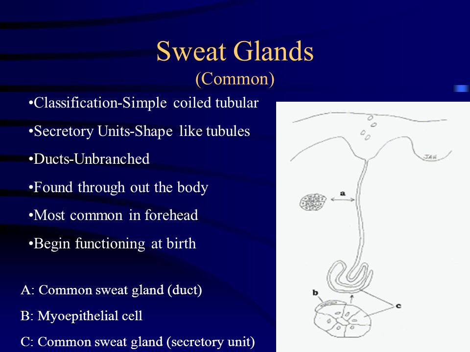 Sweat Glands (Common) Classification-Simple coiled tubular