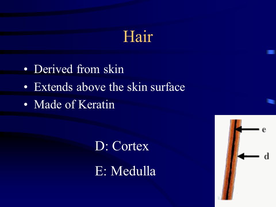 Hair D: Cortex E: Medulla Derived from skin
