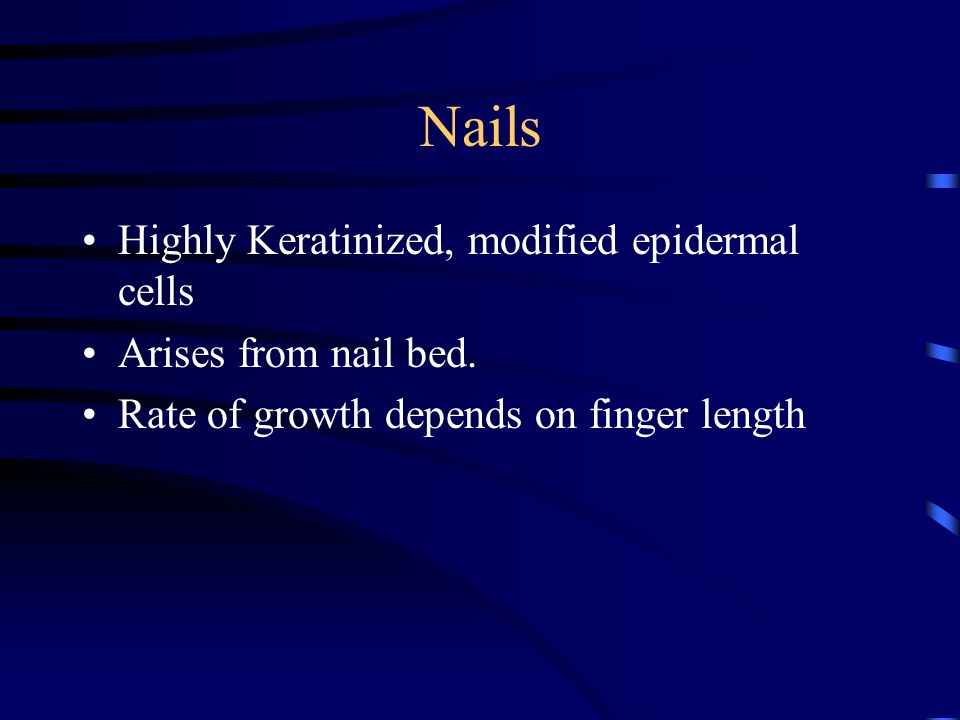Nails Highly Keratinized, modified epidermal cells