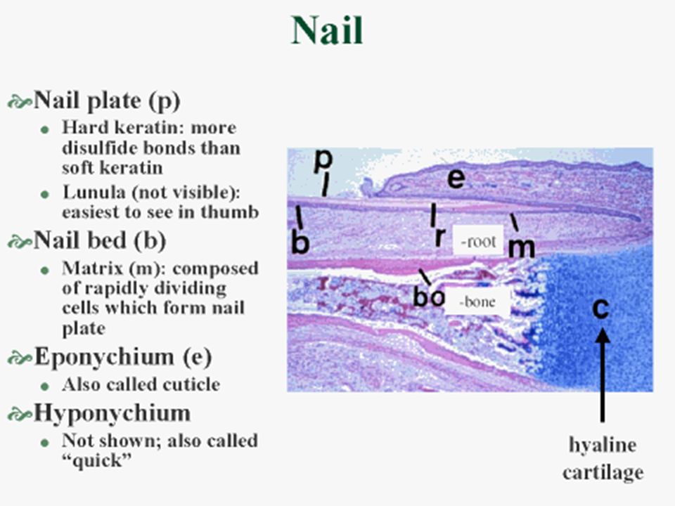 Nail Diagram