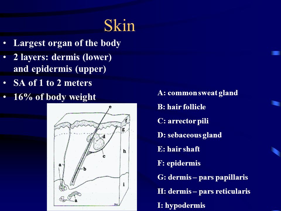 Skin Largest organ of the body
