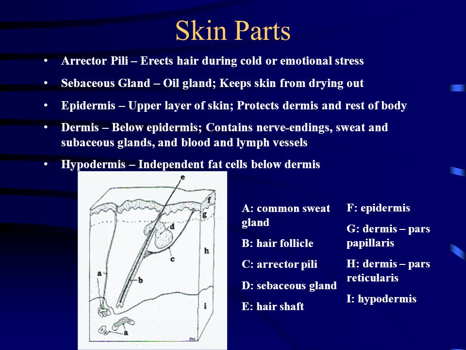 Skin Parts Arrector Pili – Erects hair during cold or emotional stress