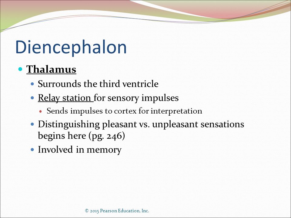 Diencephalon Thalamus Surrounds the third ventricle