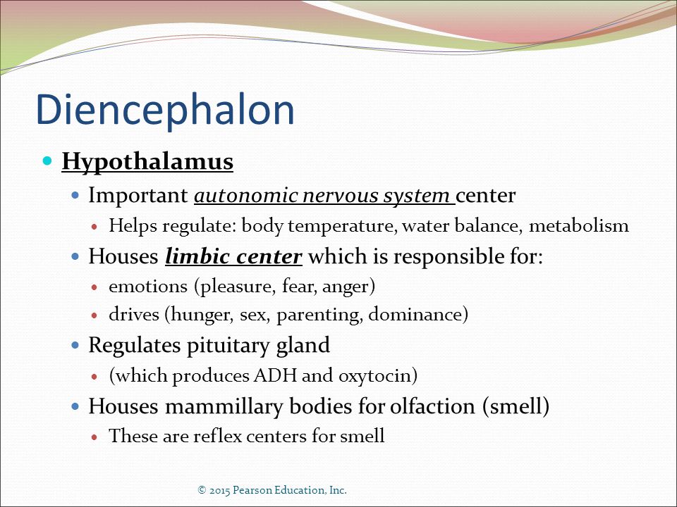 Diencephalon Hypothalamus Important autonomic nervous system center