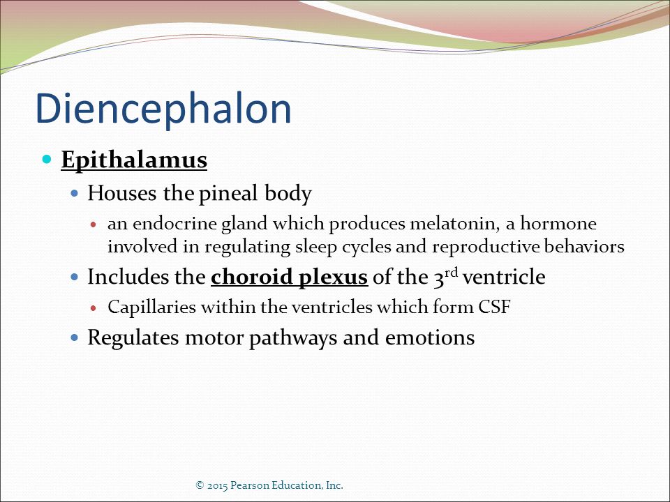 Diencephalon Epithalamus Houses the pineal body