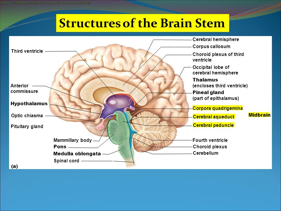 Figure 7.16a Diencephalon and brain stem structures.