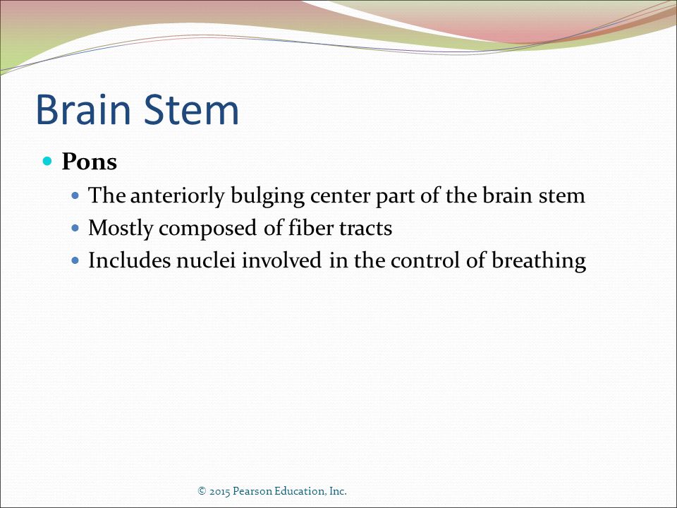 Brain Stem Pons The anteriorly bulging center part of the brain stem