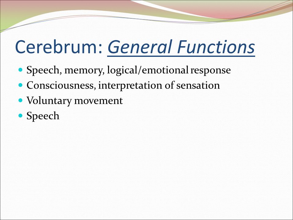 Cerebrum: General Functions