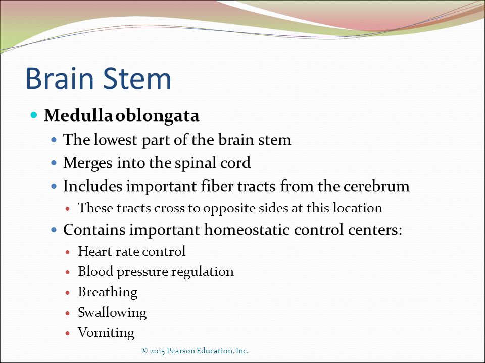 Brain Stem Medulla oblongata The lowest part of the brain stem