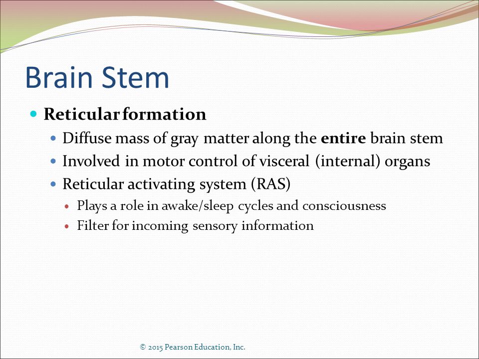 Brain Stem Reticular formation
