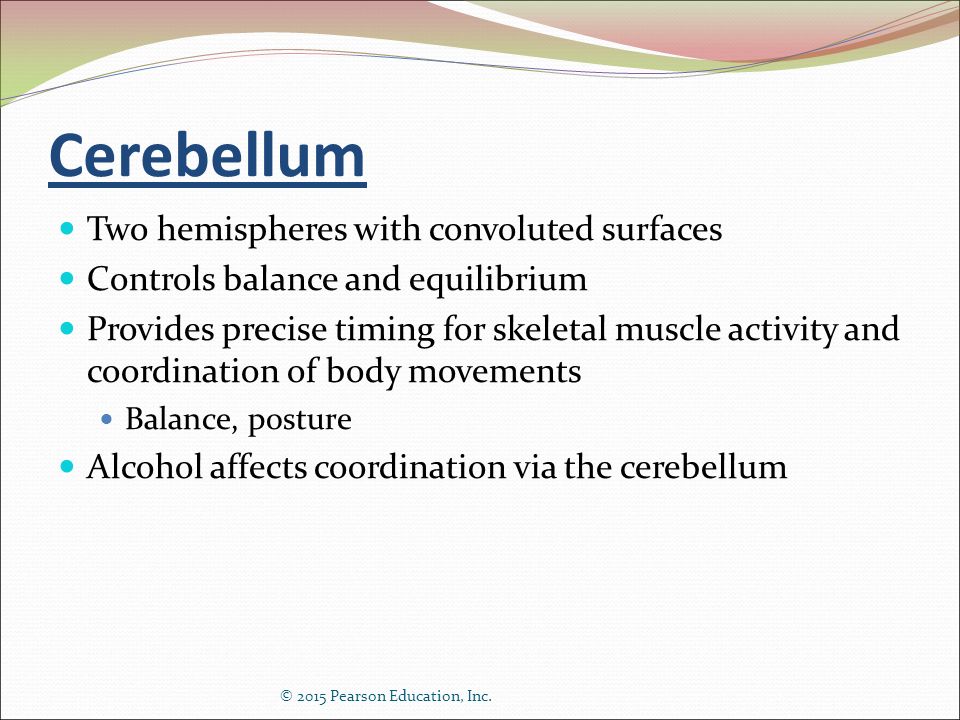Cerebellum Two hemispheres with convoluted surfaces