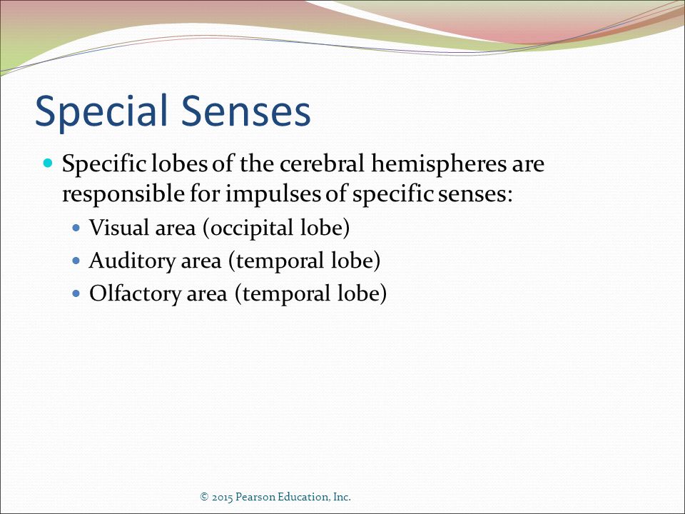 Special Senses Specific lobes of the cerebral hemispheres are responsible for impulses of specific senses: