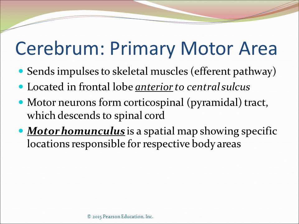 Cerebrum: Primary Motor Area