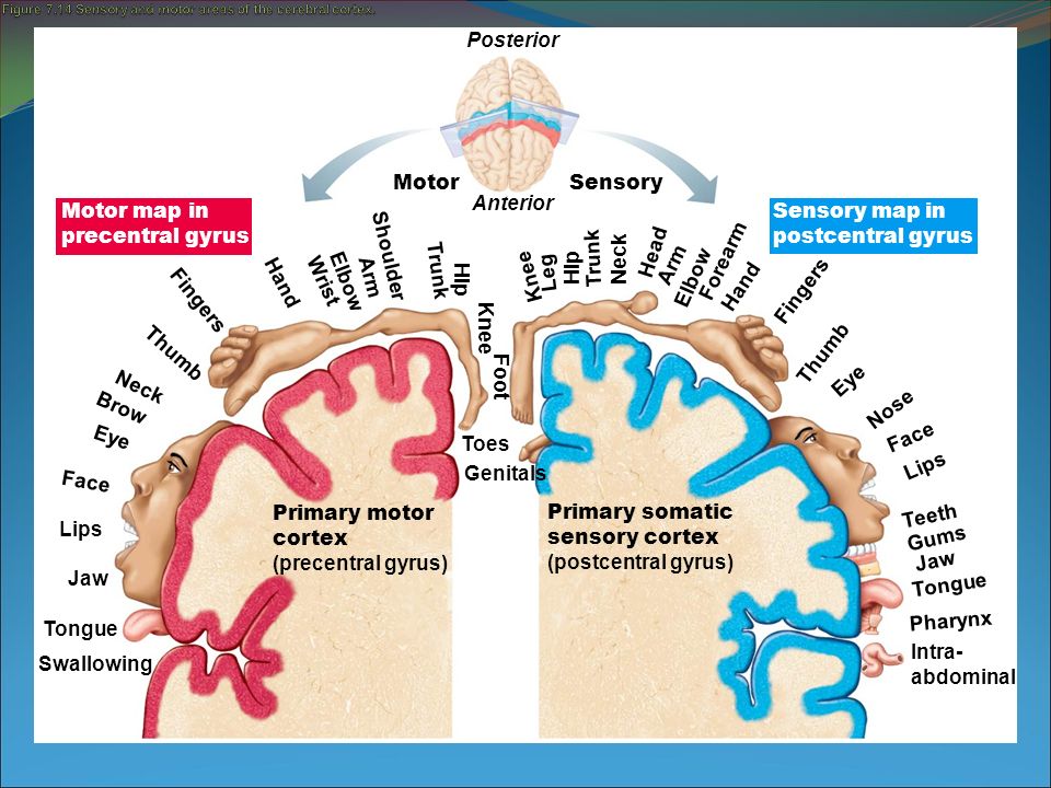 Figure 7.14 Sensory and motor areas of the cerebral cortex.