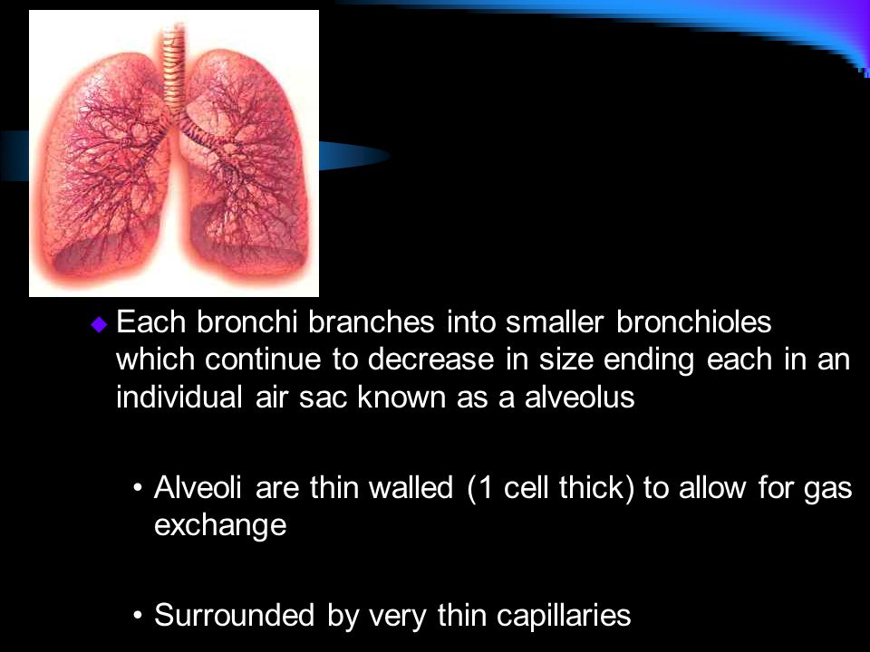 Each bronchi branches into smaller bronchioles which continue to decrease in size ending each in an individual air sac known as a alveolus