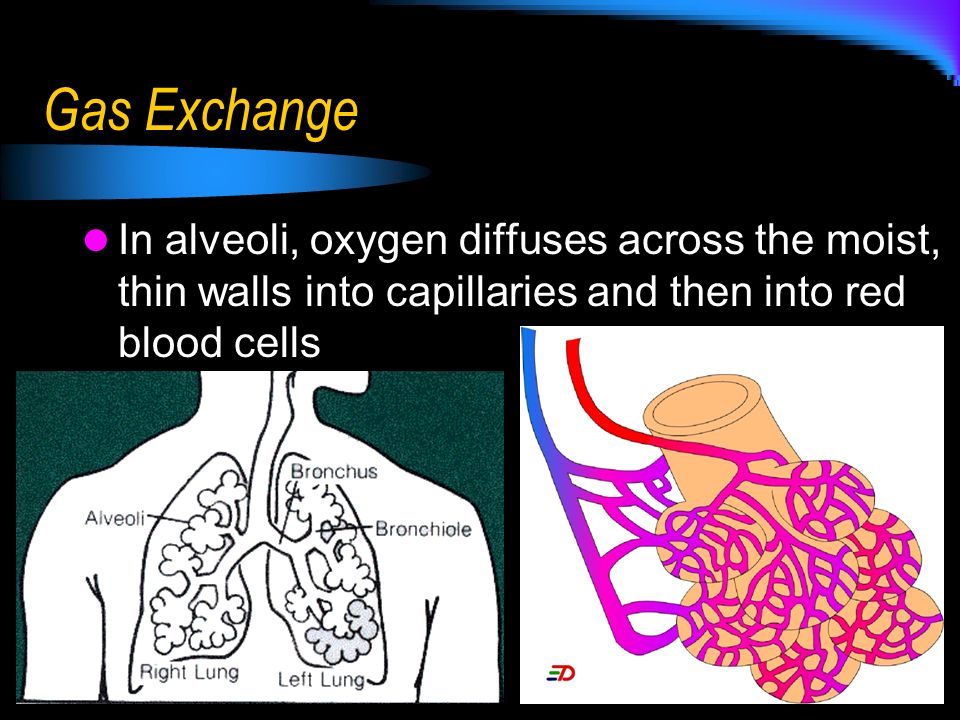 Gas Exchange In alveoli, oxygen diffuses across the moist, thin walls into capillaries and then into red blood cells.