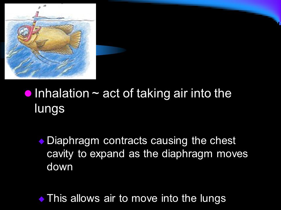 Inhalation ~ act of taking air into the lungs