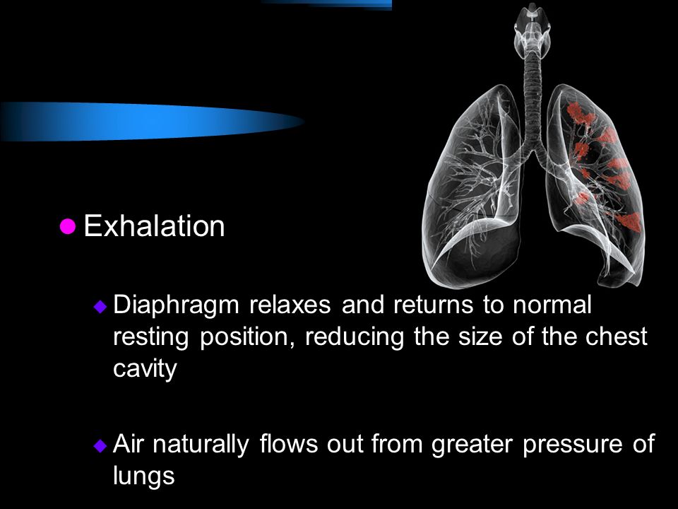 Exhalation Diaphragm relaxes and returns to normal resting position, reducing the size of the chest cavity.