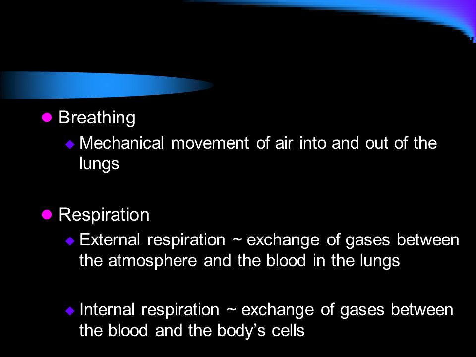 Breathing Respiration