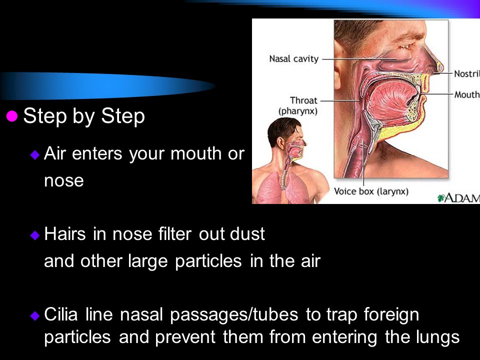 Step by Step Air enters your mouth or nose