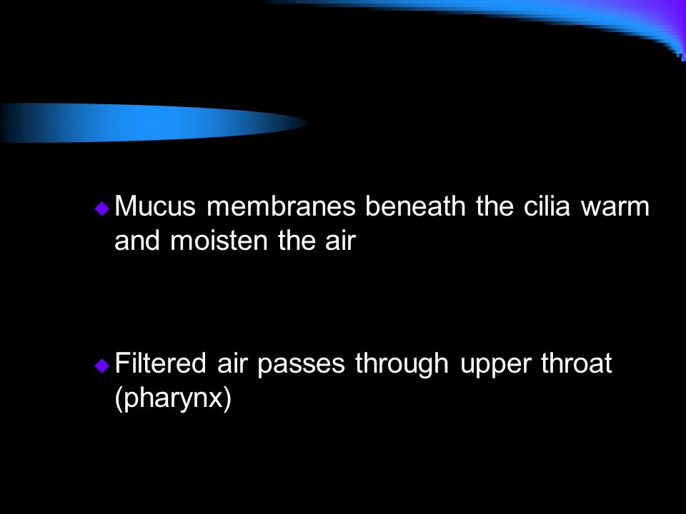 Mucus membranes beneath the cilia warm and moisten the air