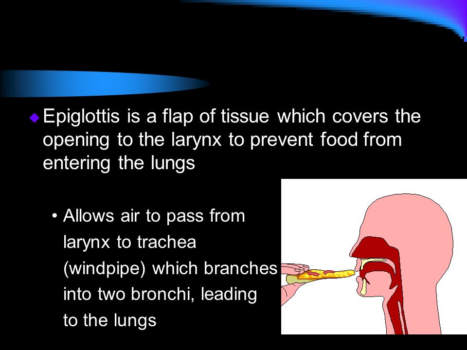 Epiglottis is a flap of tissue which covers the opening to the larynx to prevent food from entering the lungs