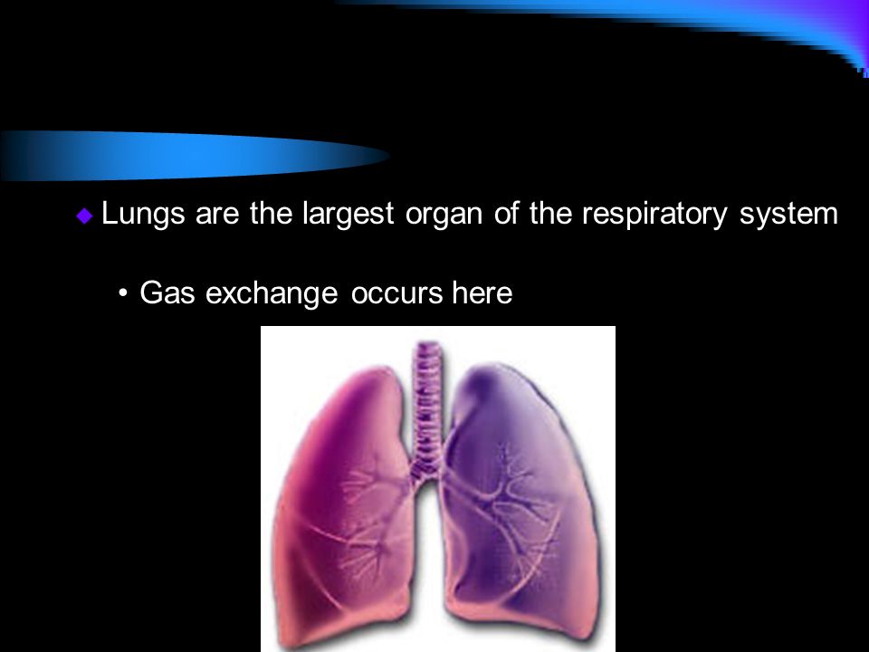 Lungs are the largest organ of the respiratory system